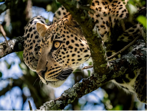 Tanzania Safari: The Complete Guide to Planning Your East African Adventure